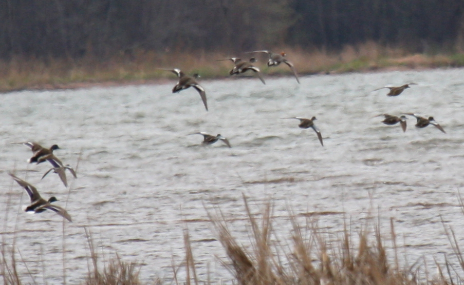 Eurasian Wigeon