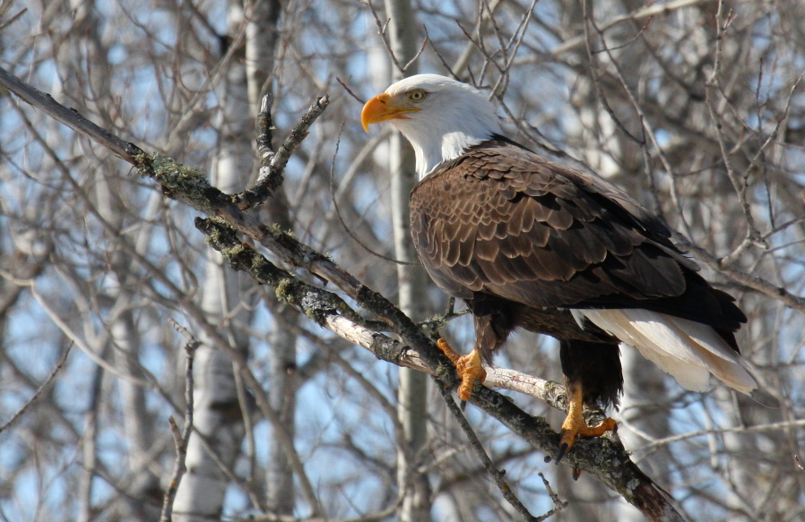 Bald Eagle