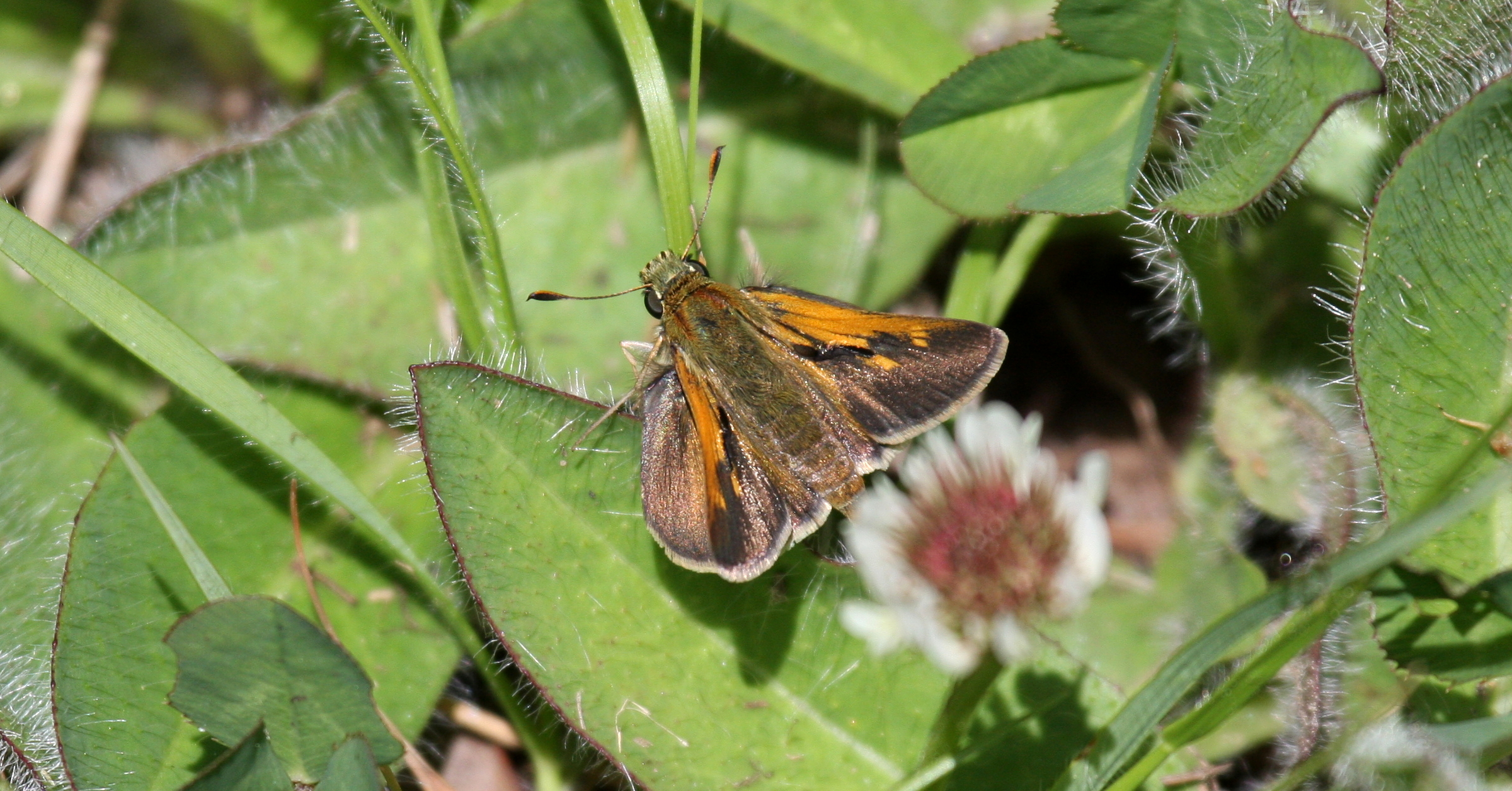 Tawny-edged Skipper