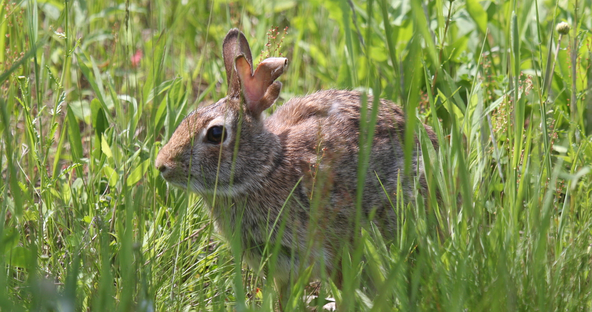  cottontail4224.JPG