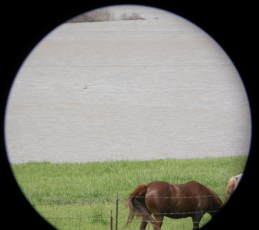 Common Loon in flooded field