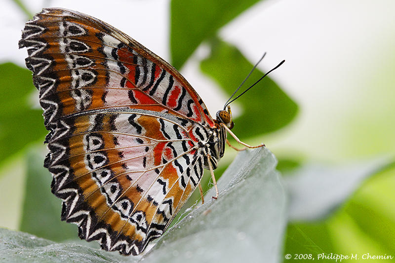 Cethosia biblis