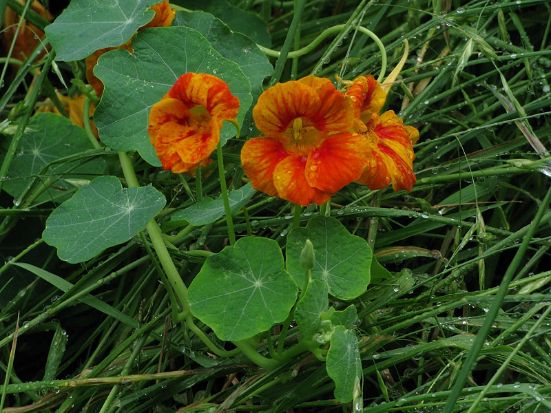 After Early Morning Rain