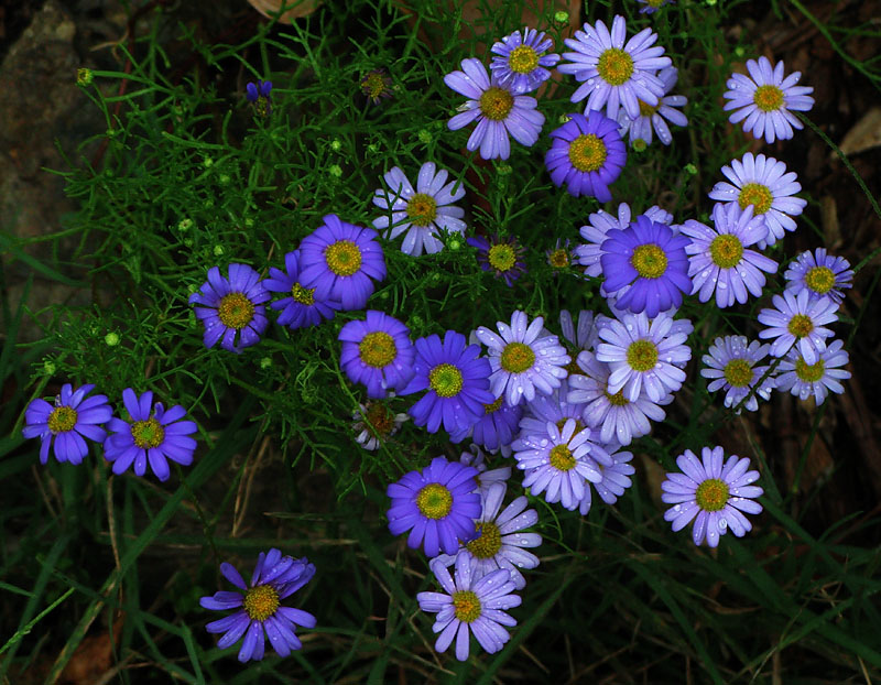 Very small flowers