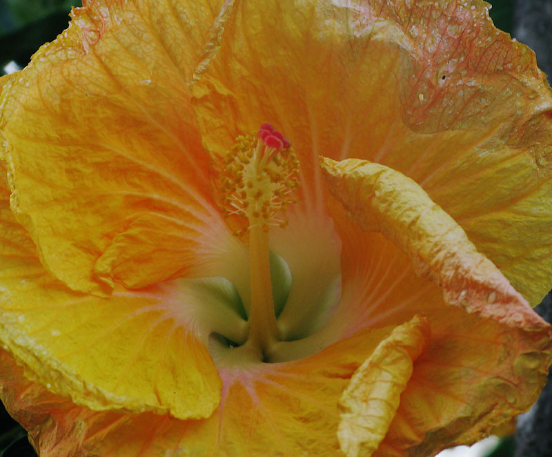 Hibiscus