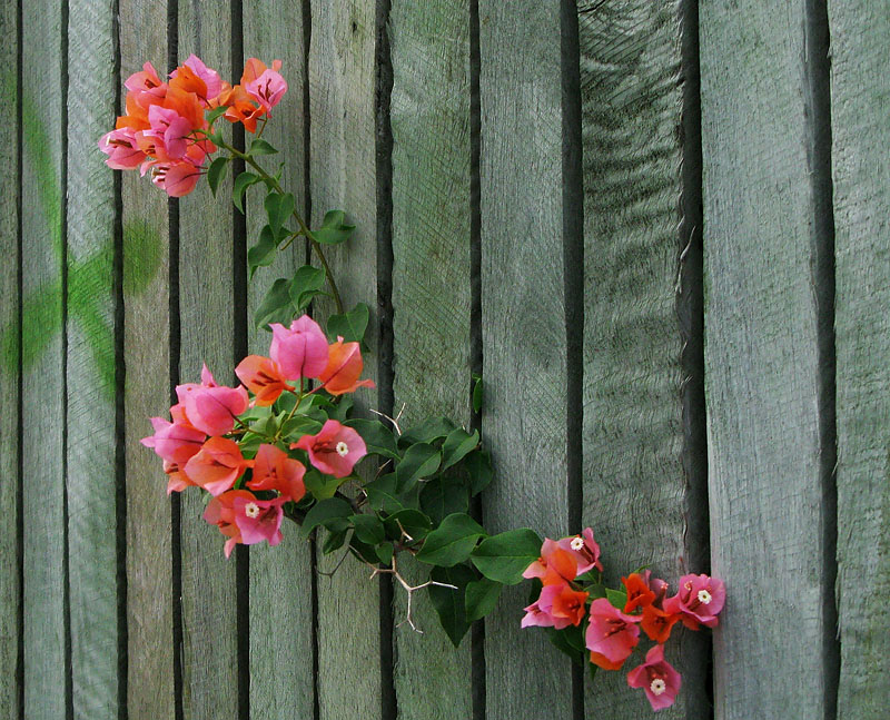 Bougainvillea