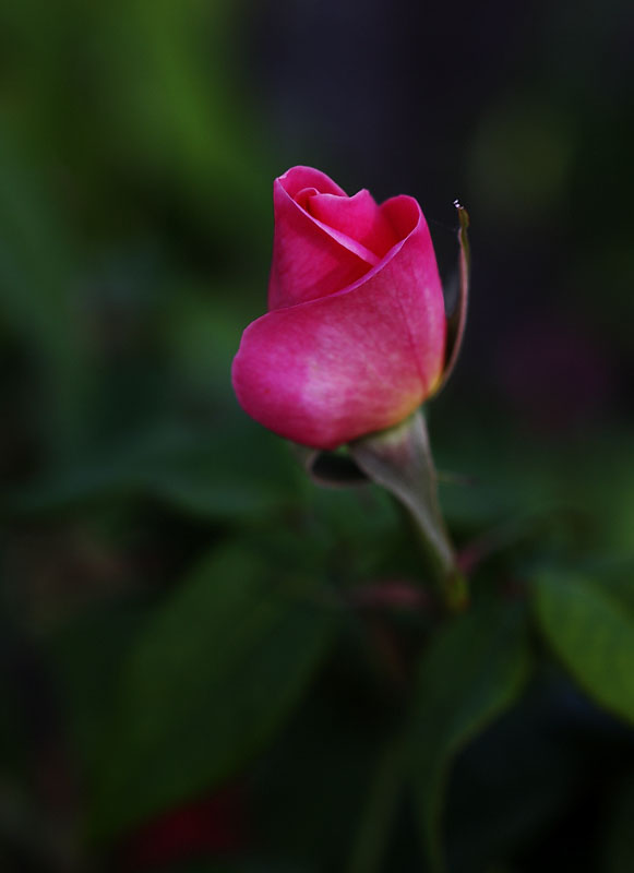 Rosebud