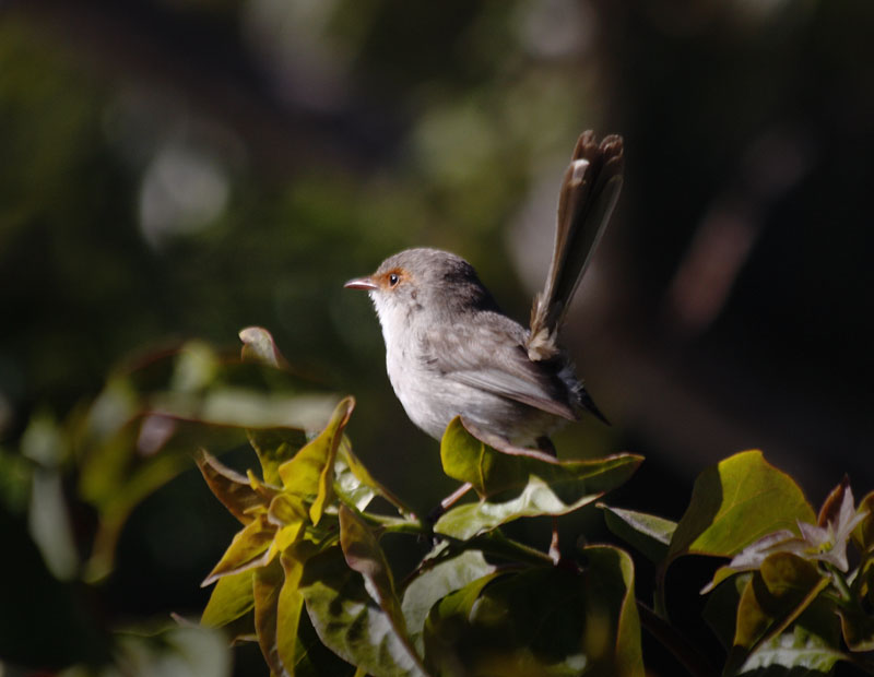 fairy_wrens_and_finches