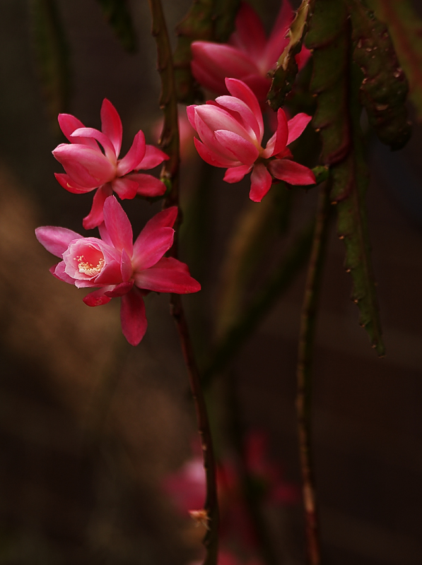 cactus_and_euphorbias
