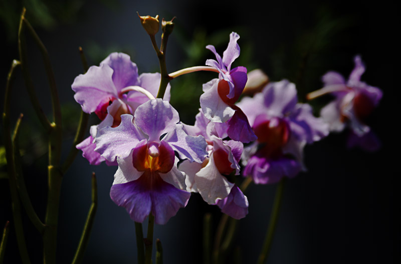 orchids