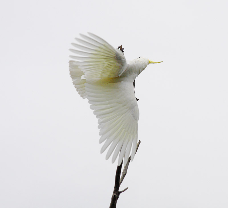 parrots_rozellas_cockatoos