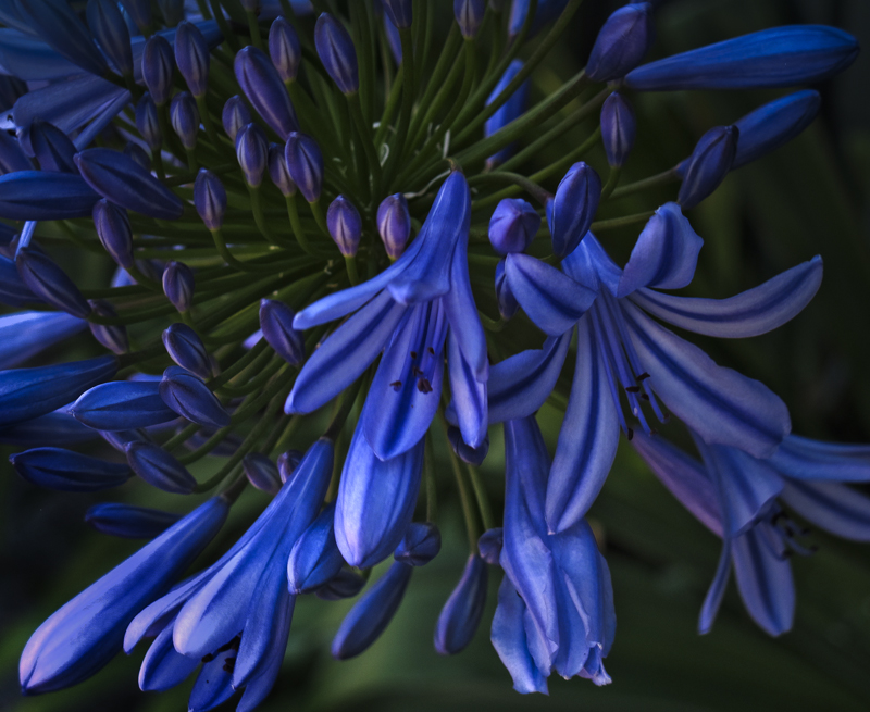 Agapanthus