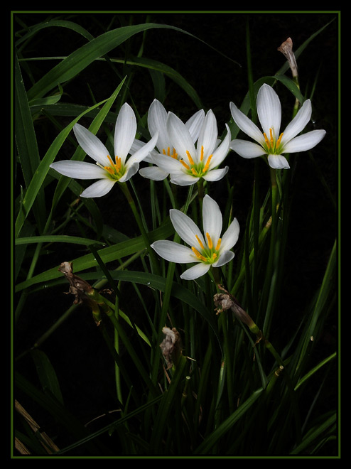 Wildflowers-2.jpg