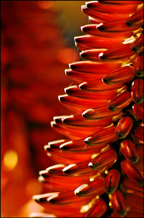 Aloe-flower.jpg