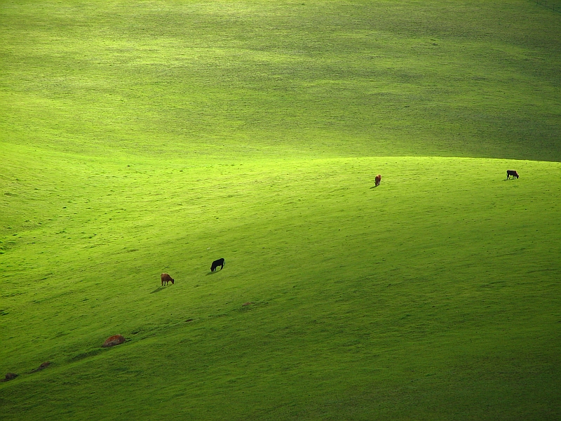 Peaceful Green