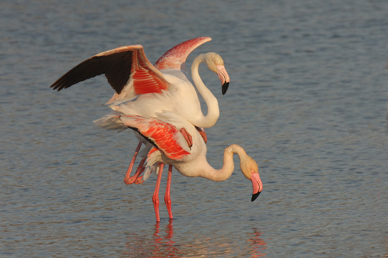 Flamingos mating -  Fenicotteri Rosa in accoppiamento