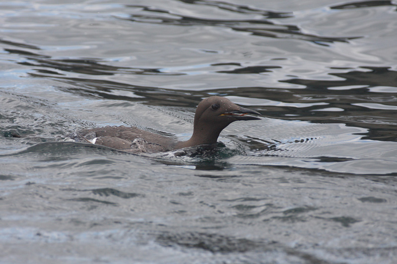 Guillemot - Uria