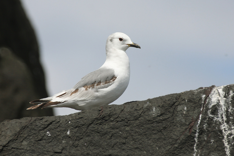 Kittiwake - Gabbiano tridattilo