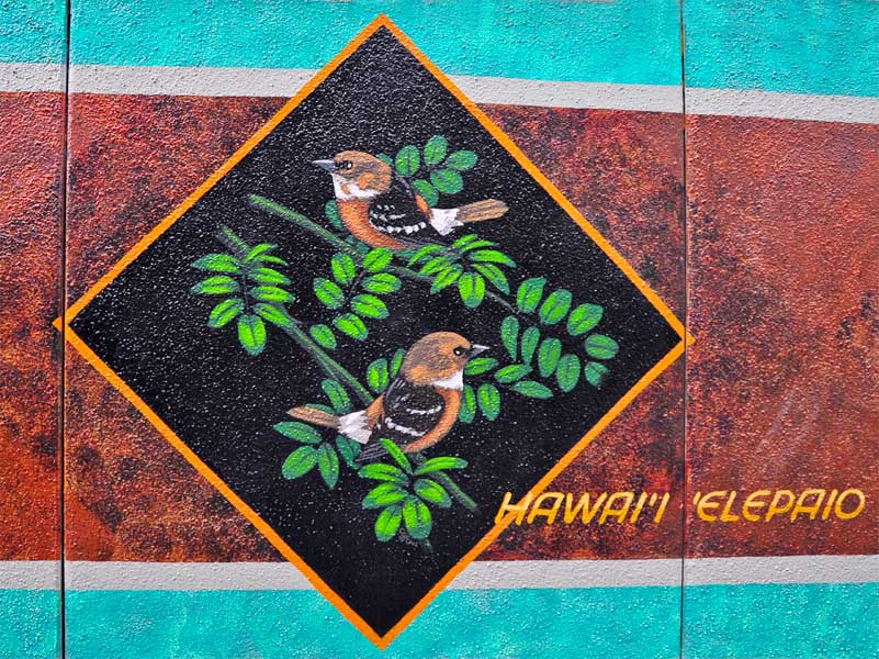 hawaii elepaio