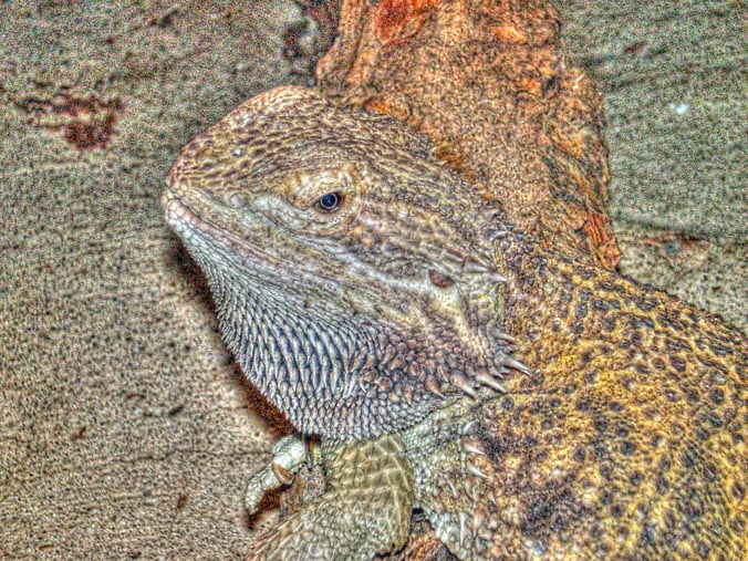 Horned Lizard