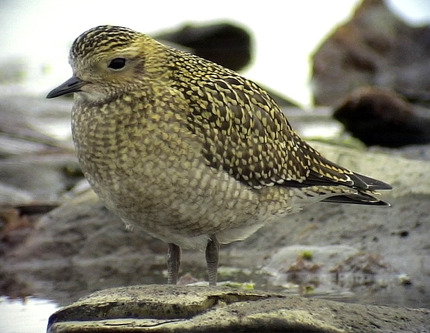Ljungpipare<br> European Golden Plover<br> Pluvialis apricaria	