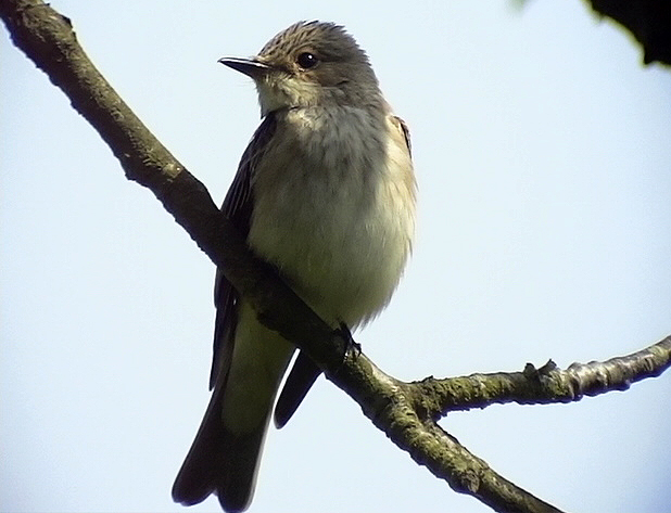 Gr flugsnappare<br> Spotted Flycatcher<br> Muscicapa striata