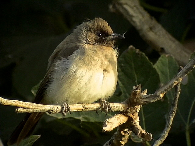 Trdgrdbulbyl<br> Common Bulbul <br> Pycnonotus barbatus