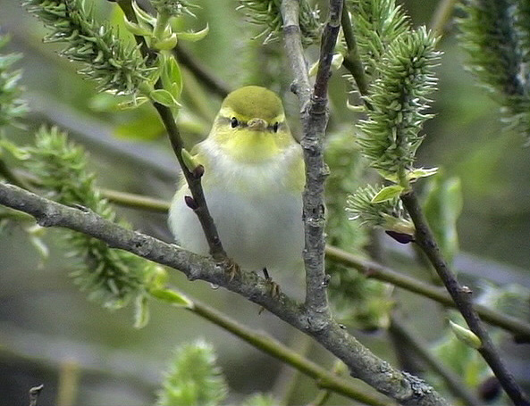 Grnsngare<br> Wood Warbler