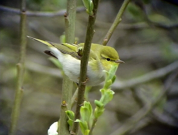 Grnsngare<br> Wood Warbler