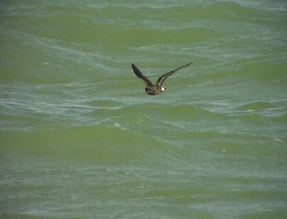 Stormsvala<br> European Storm Petrel<br> Hydrobates pelagicus 