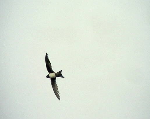 Alpseglare<br> Apus melba<br> Alpine Swift