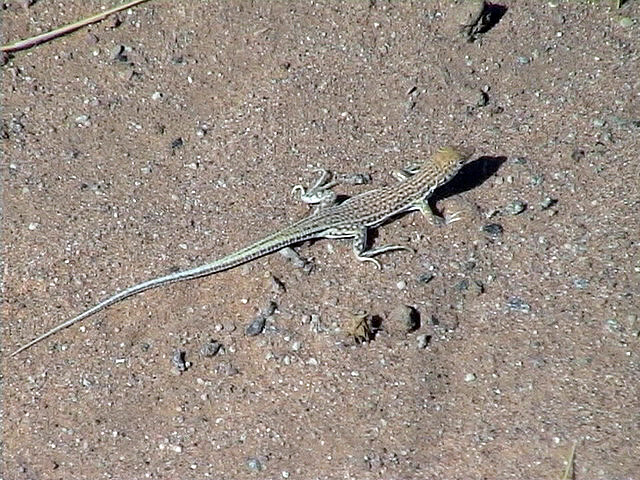 Lizzard sp