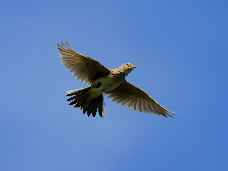 Snglrka<br> Eurasian Sky Lark <br> Alauda arvensis