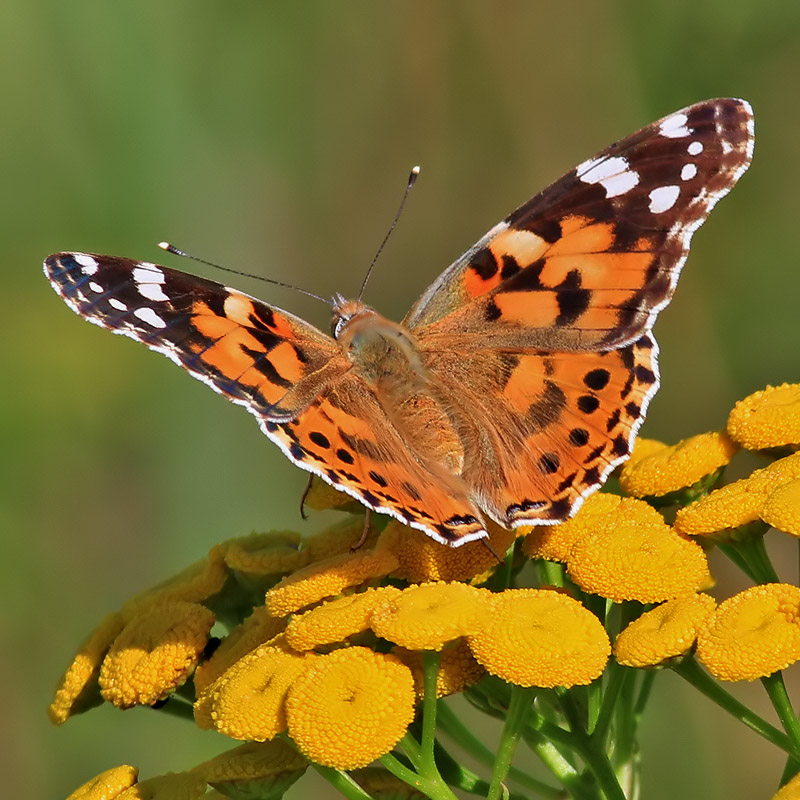 Tistelfjril<br> Painted Lady <br>Cynthia cardui
