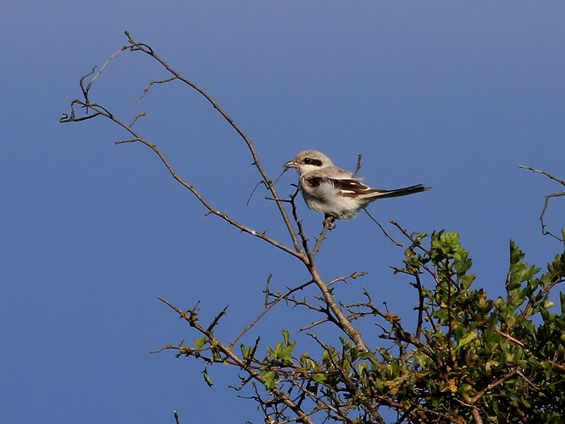 Stppvarfgel <br> Steppe Grey Shrike <br>Lanius meridionalis (pallidirostris)