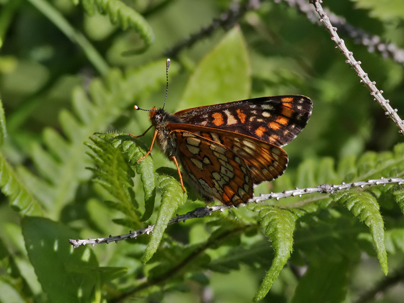 Askntfjril <br> Scarce Fritillary <br> Euphydryas maturna