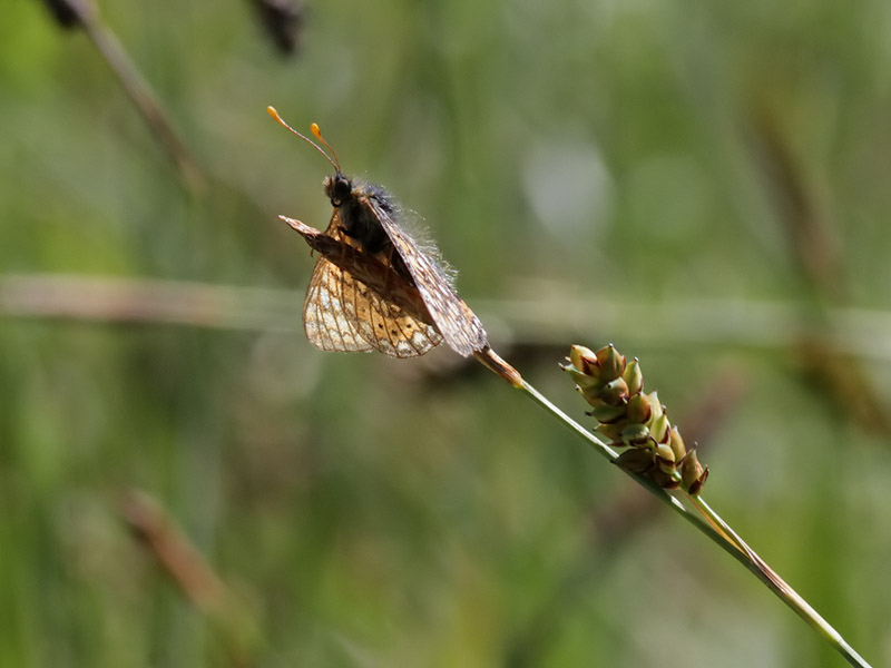 Vddntfjril <br> Marsh fritillary <br> Euphydryas aurinia