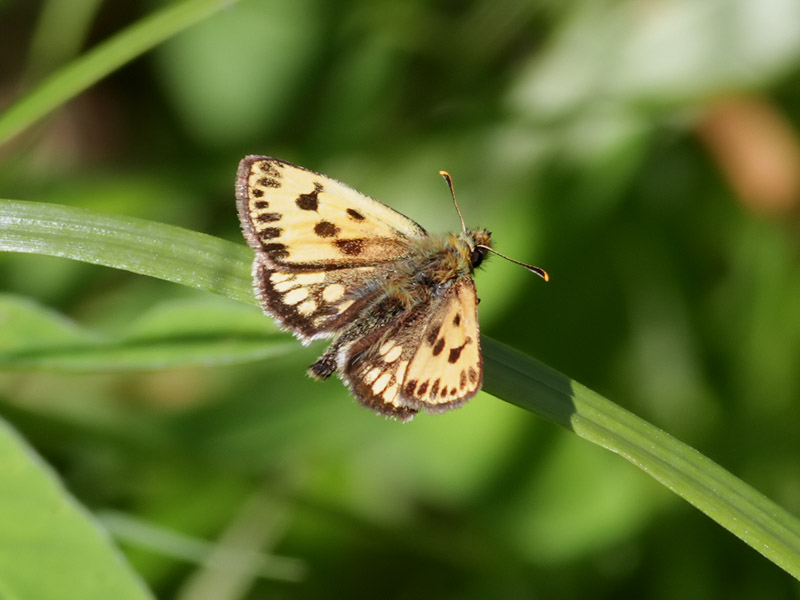 Svartflckig glanssmygare <br> Northern Chequered Skipper <br> Carterocephalus silvicola