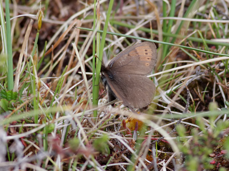 Fjllgrsfjril <br> Dewy Ringlet <br> Erebia pandrose 