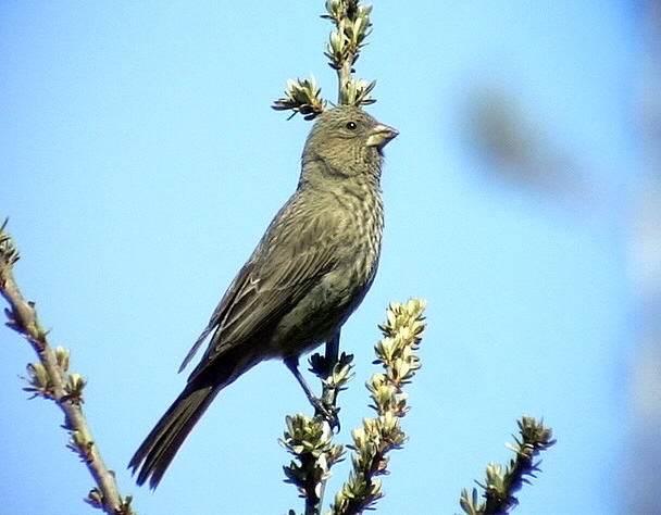 Strre rosenfink <br> Greater Rosenfinch<br> Carpodacus rubicilla