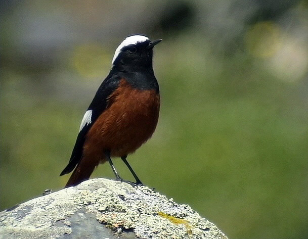 Bergrdstjrt<br> Gldenstdts Redstart <br> Phoenicurus erythrogaster
