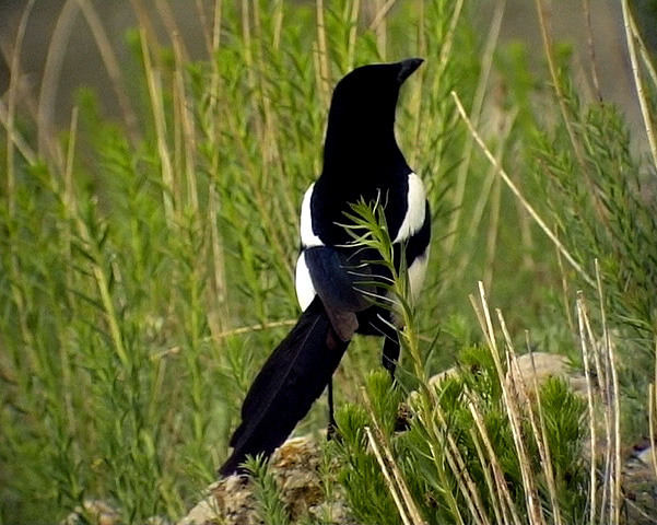 Skata<br> Common Magpie<br> Pica pica