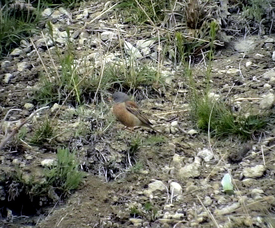 Bergortolan<br> Grey-necked Bunting<br> Emberiza buchanani (cerruti)