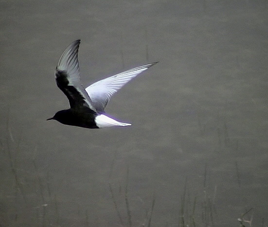 Vitvingad trna<br> White-winged Tern<br> Chlidonias leucopterus