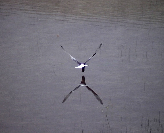Vitvingad trna<br> Chlidonias leucopterus	<br> White-winged Tern