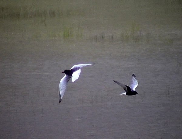 Vitvingad trna<br> Chlidonias leucopterus	<br> White-winged Tern