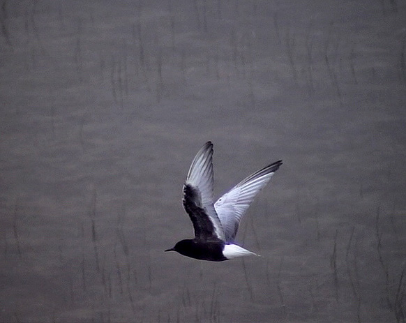 Vitvingad trna<br> Chlidonias leucopterus	<br> White-winged Tern