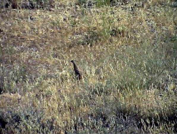 Visselhna<br> See-see Patrige<br> Amnoperdix griseogularis
