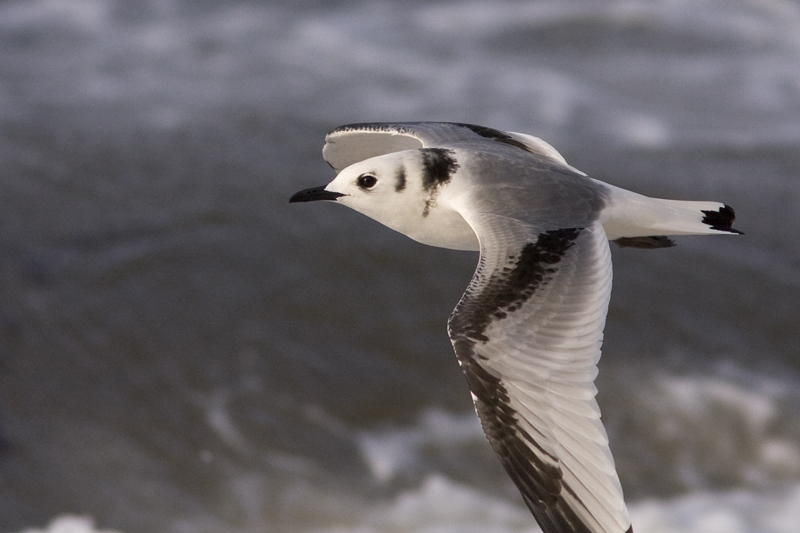 Black-legged Kittiwake - Tretig ms