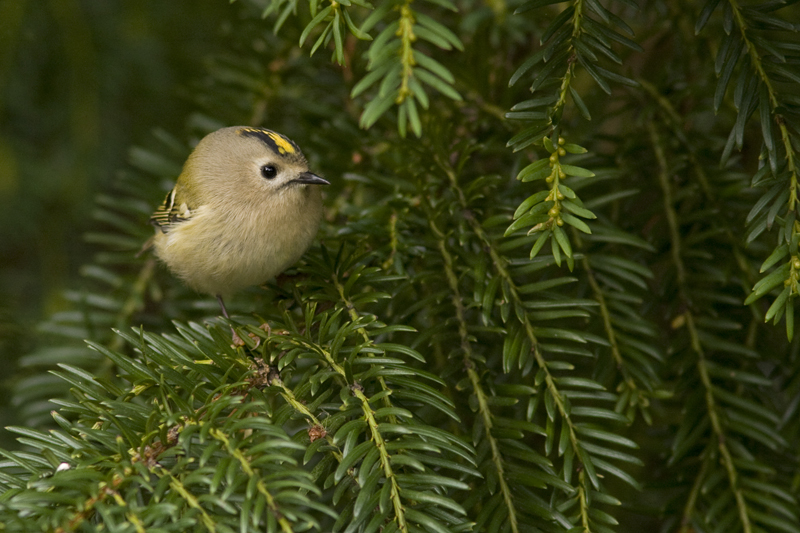 Goldcrest - Kungsfgel